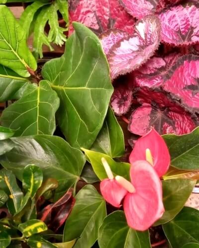 Plantas