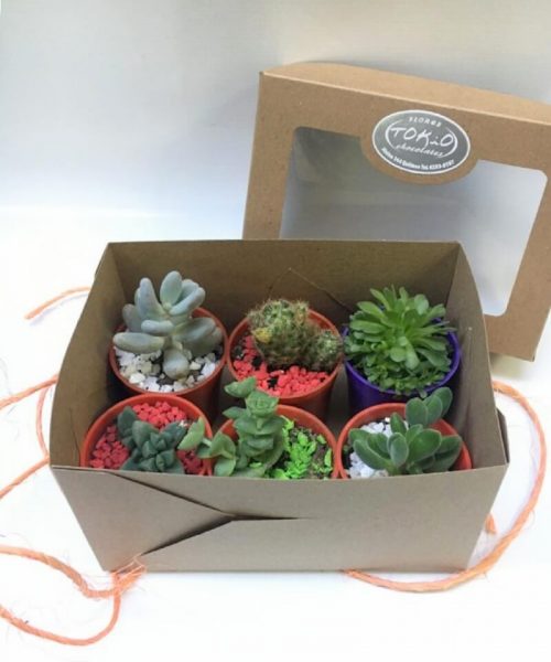Alternative view of Box Sucus