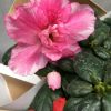 Azaleas