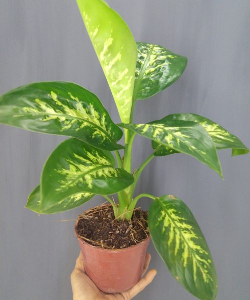 Diefembachia tropie m14