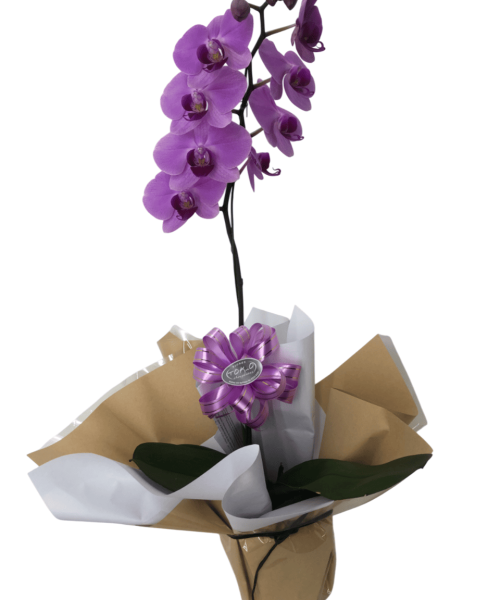 Orquídea Phalaenopsis